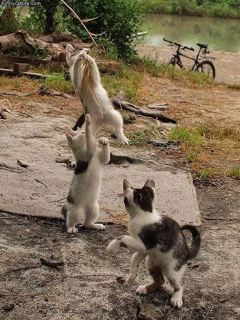 Cats Attacking Plants