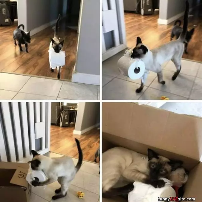 Getting Some Toilet Paper