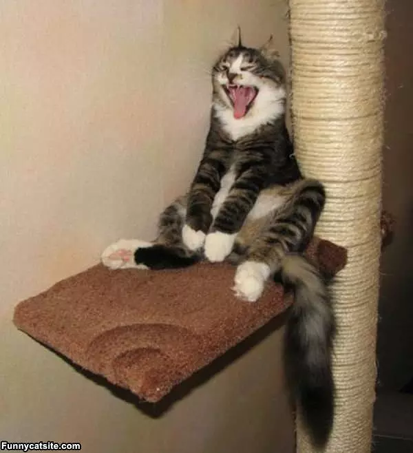 I Has The Fun