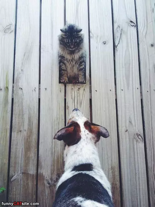 Hello There Buddy