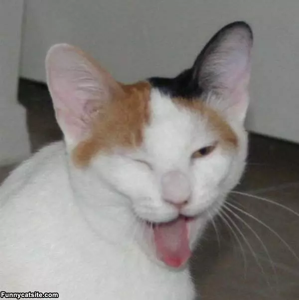 Winky Winky