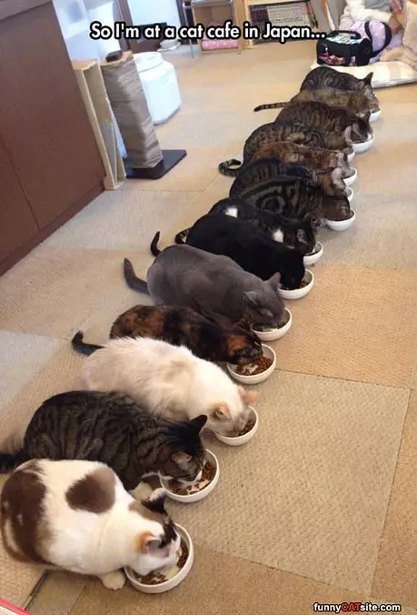 Cat Cafe
