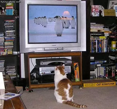 Watching Some Tv