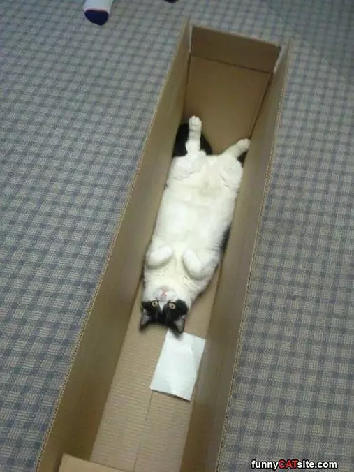 Laying In The Box