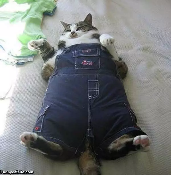 Overalls Cat