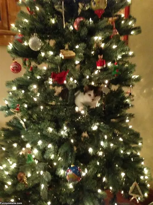 Xmas Tree Kitty