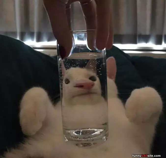 A Cat Through A Glass