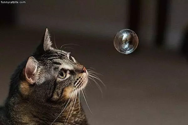 Bubble
