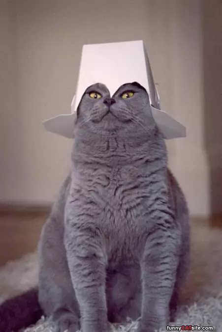 Box On My Head