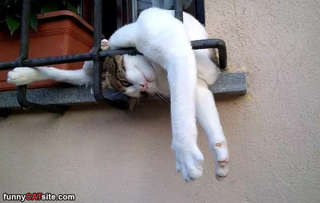 I Can Sleep Wherever