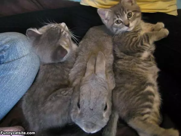 Chilling With The Bunny