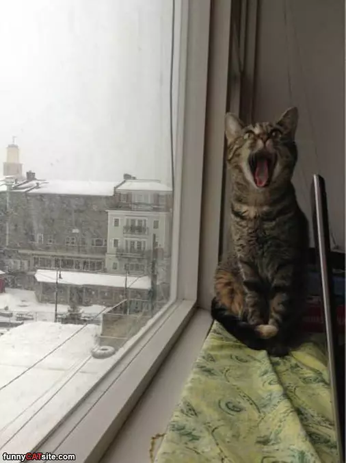 Whaaaaaaaaaa