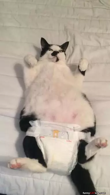 Diaper Cat