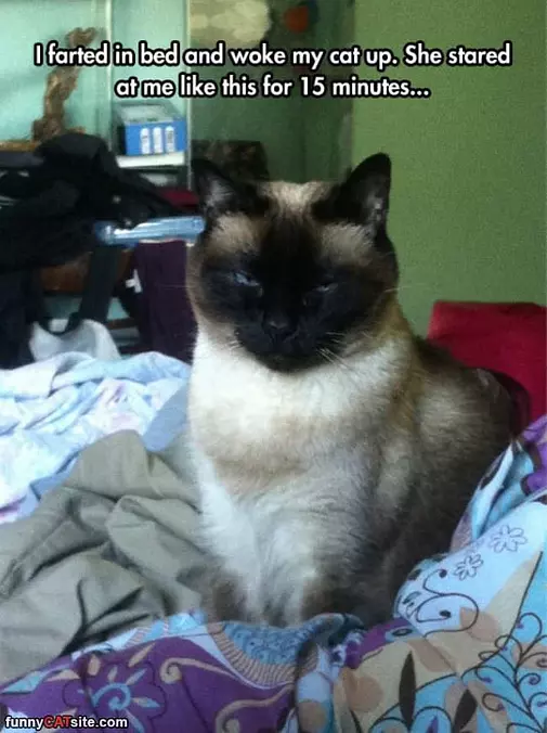 Farted In Bed