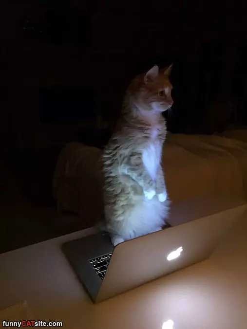 Sitting Up Straight