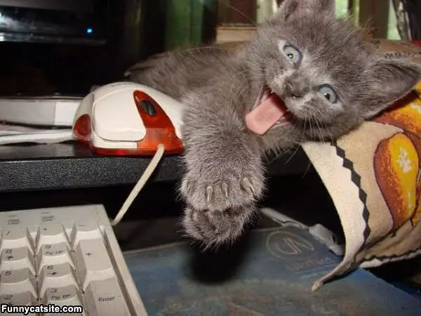 More Catnip Please