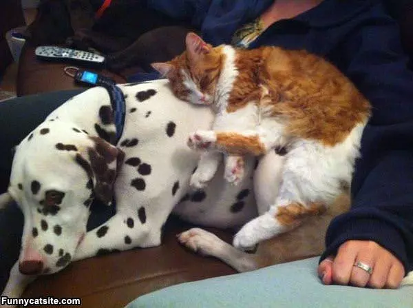 My Favorite Bed