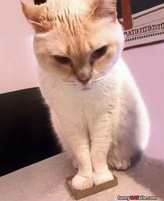 I Fit Just Fine