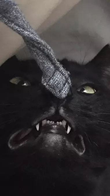 Rawrrrrrrrrrrrrrr