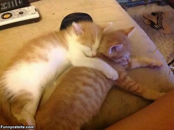 Cat On Cat