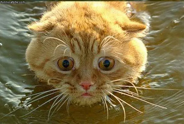 Big Cat Eyes