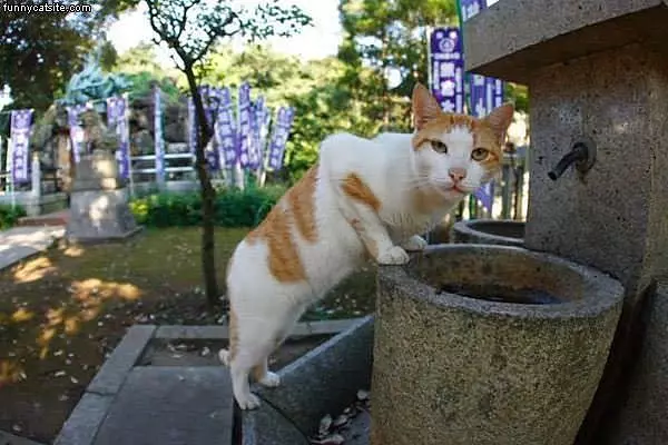 Thirsted Cat