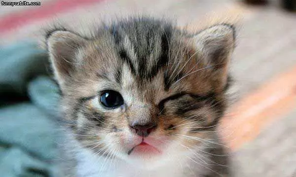 Wink