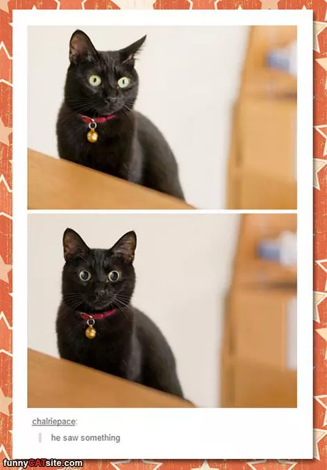 Saw Something