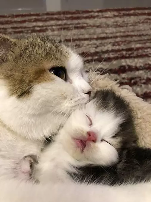 Giving A Kiss