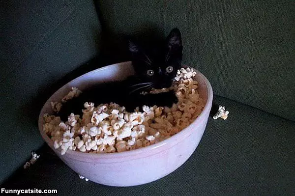 Popcorn Anyone