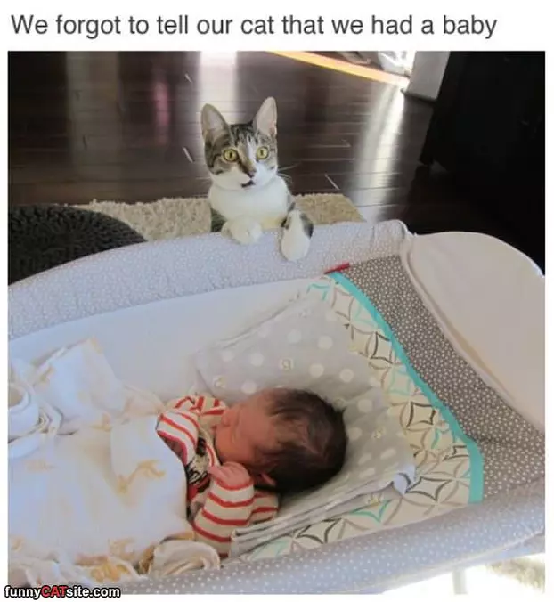 Forgot To Tell The Cat