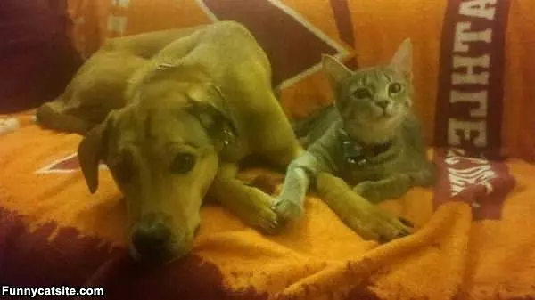 Cat And Dog Holding Hands