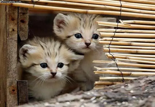 Cute Little Kittens