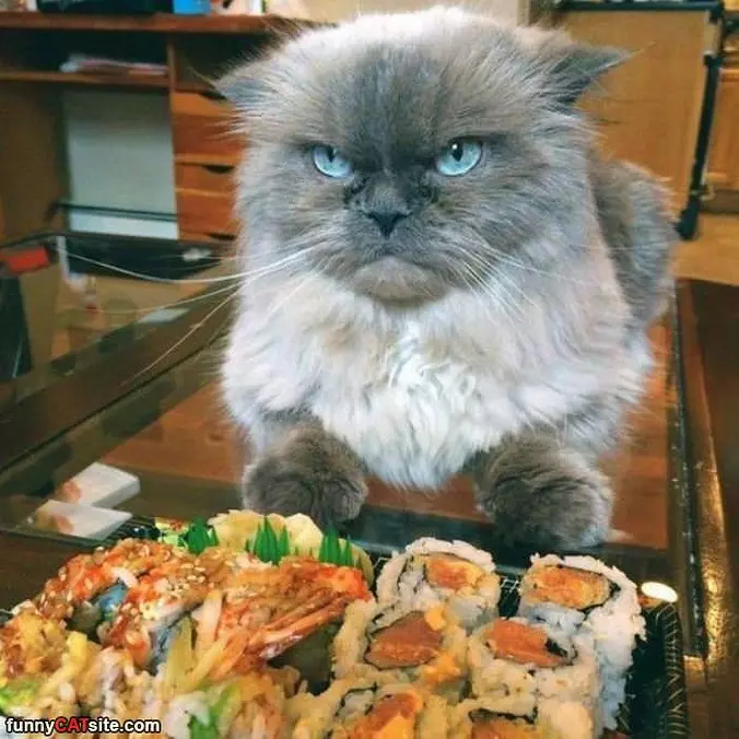 Not At All Happy With This Meal