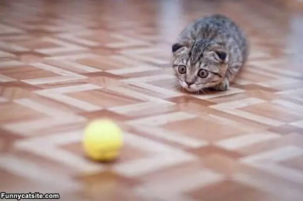 Ready For Attack