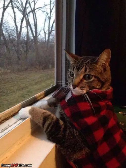 I Am Super Cat