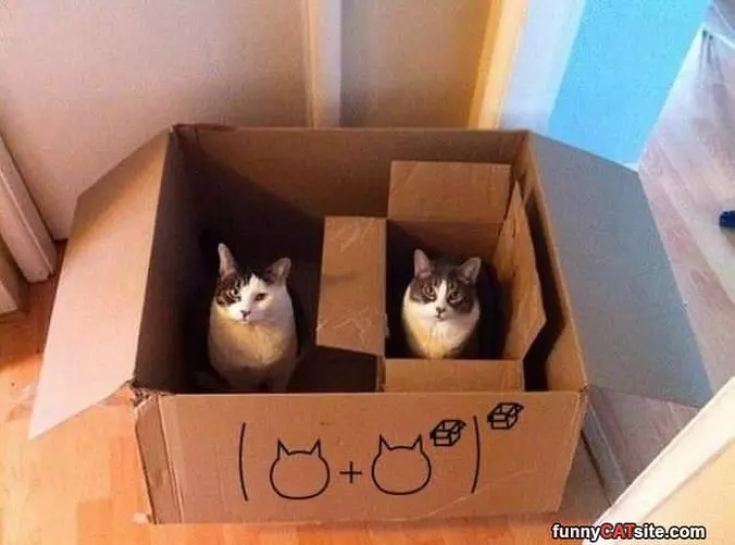 Double Box