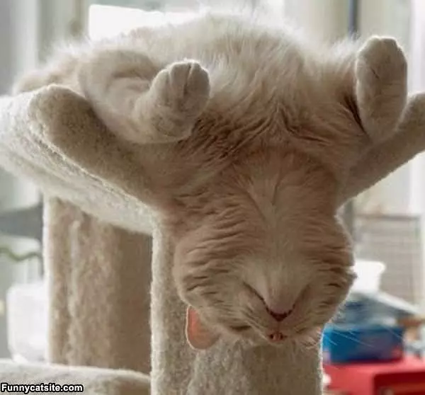 Sleep Like I Want