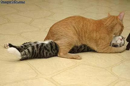 Making Out Cats