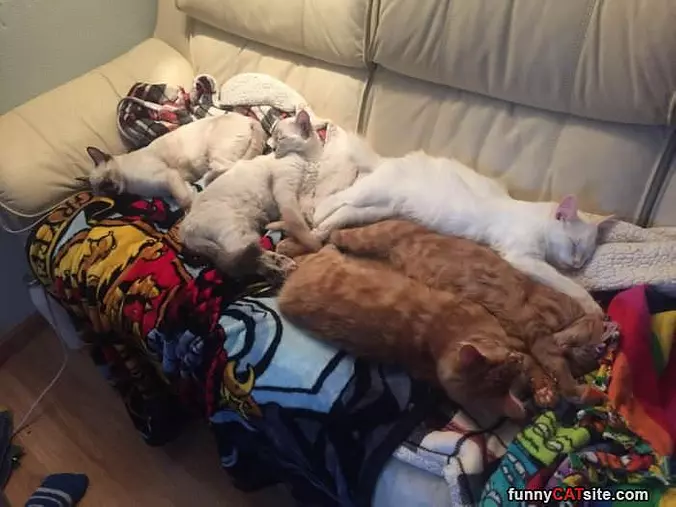The Cat Couch