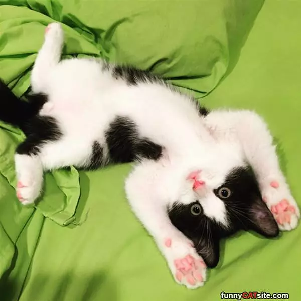 Hands Up Purr