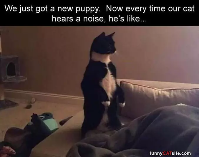 Heard A Noise