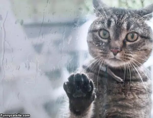 Let Me In Human