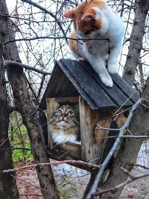 Nice House