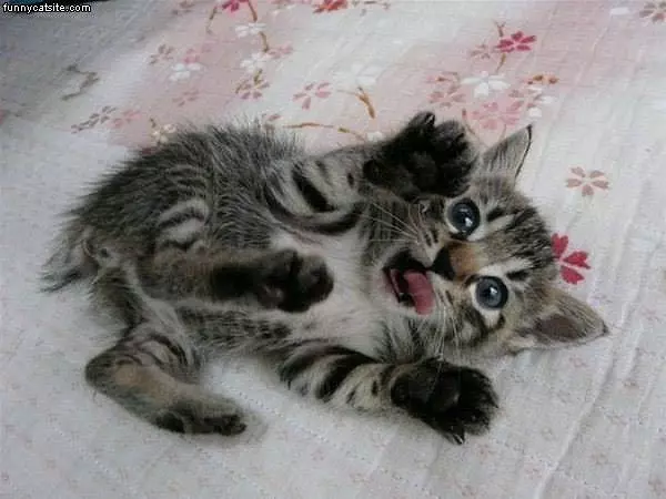 Bharghhh