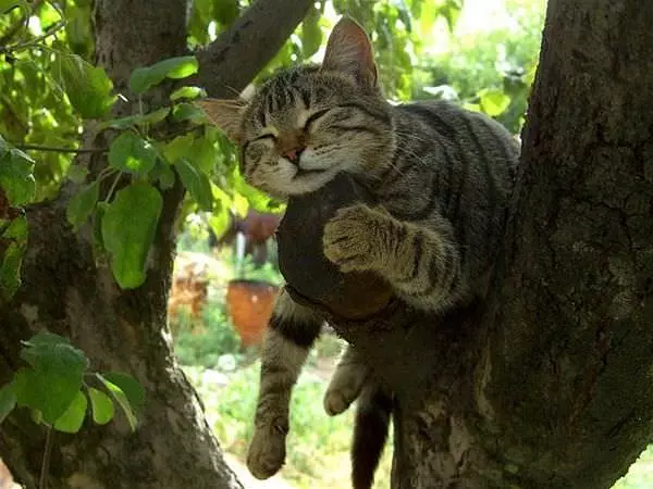 I Sleep In A Tree