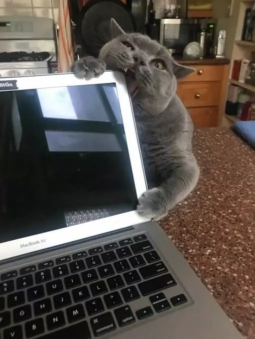 Can You Get Me A Snack