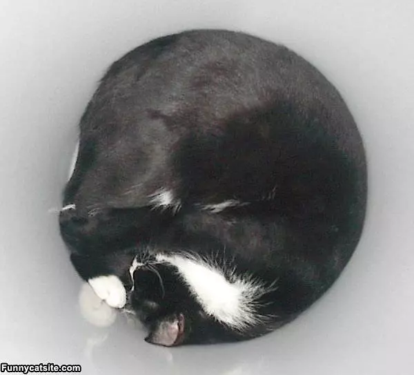 Hairball