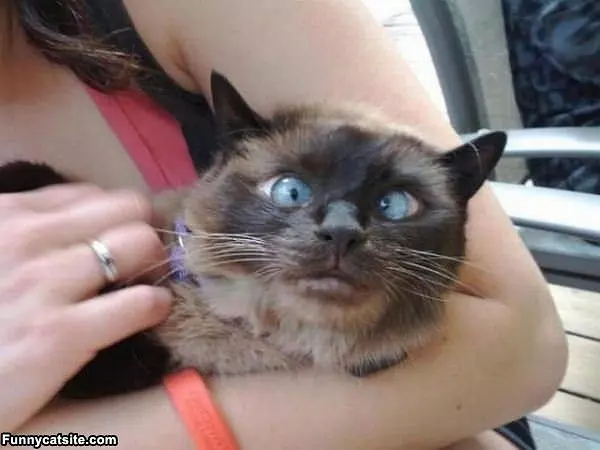 Crazy Eyes Cat