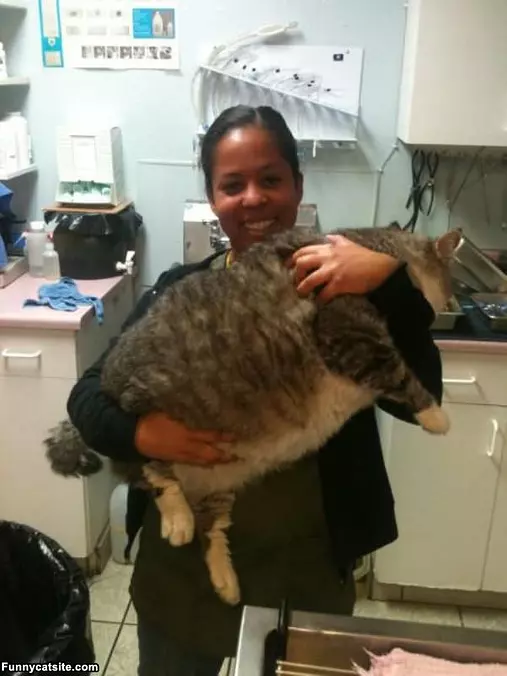 What A Fat Cat